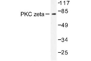 Image no. 2 for anti-Protein Kinase C, zeta (PRKCZ) antibody (ABIN272064) (PKC zeta 抗体)