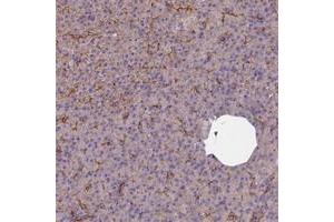 Immunohistochemical staining of human pancreas with FCHSD2 polyclonal antibody  shows moderate membranous positivity in exocrine pancreas at 1:50-1:200 dilution. (FCHSD2 抗体)