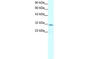 Claudin 17 antibody used at 2 ug/ml to detect target protein. (Claudin 17 抗体  (Middle Region))