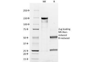 SDS-PAGE Analysis of Purified, BSA-Free CD45RO Antibody (clone UCHL-1). (CD45RO 抗体)
