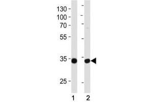 Western Blotting (WB) image for anti-Tafazzin (TAZ) (AA 32-60) antibody (ABIN3029091)
