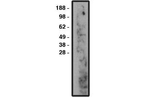 Western blot using nSMase2 antibody , used at 1:50k dilution. (SMPD3 抗体)