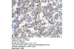 Human Liver (DLX5 抗体  (N-Term))
