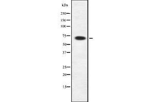 Western blot analysis of Rab11-FIP4 using HepG2 whole cell lysates (RAB11FIP4 抗体  (Internal Region))