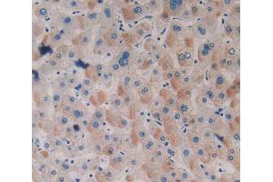 Used in DAB staining on fromalin fixed paraffin- embedded stomach tissue (SRF 抗体  (AA 231-474))