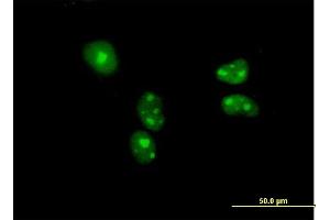 Immunofluorescence of purified MaxPab antibody to BYSL on HeLa cell. (Bystin-Like 抗体  (AA 1-324))