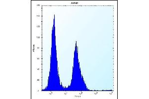 PODNL1 Antibody (Center) (ABIN656141 and ABIN2845479) flow cytometric analysis of Jurkat cells (right histogram) compared to a negative control cell (left histogram). (PODNL1 抗体  (AA 167-195))