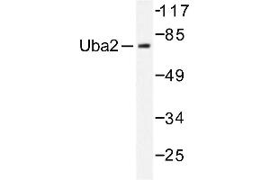 Image no. 1 for anti-SUMO1 Activating Enzyme Subunit 2 (UBA2) antibody (ABIN271971) (UBA2 抗体)