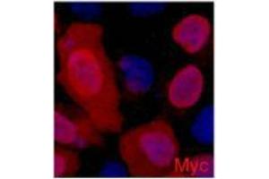 Immunofluorescence (IF) analysis of 293 cells transfected with a Myc-tag protein,1:2000 dilution (blue DAPI, red anti-Myc) (Myc Tag 抗体)