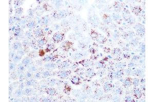Immunohistochemistry of paraffin-embedded mouse liver using Cathepsin L/V/K/H Rabbit mAb (ABIN7266150) at dilution of 1:100 (40x lens). (Cathepsin L 抗体)