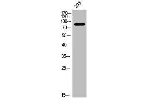 Western Blot analysis of 293 cells using Phospho-Daxx (S668) Polyclonal Antibody (DAXX 抗体  (pSer668))