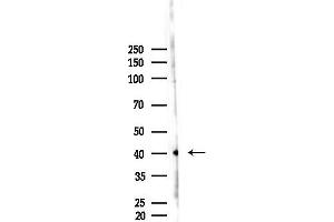 Western blot analysis of lysates from Mouse liver, using Phospho-Tau (Ser396) Antibody at 1/1000 dilution.