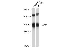 Western blot analysis of extracts of various cell lines, using GZMK antibody (ABIN6131957, ABIN6141557, ABIN6141558 and ABIN6214383) at 1:1000 dilution. (GZMK 抗体  (AA 27-264))