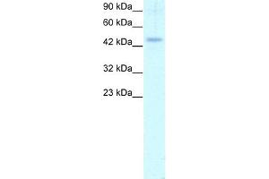 WB Suggested Anti-CALR Antibody Titration: 1. (Calreticulin 抗体  (C-Term))