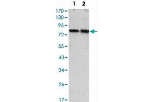 Western blot analysis using CRTC2 monoclonal antibody, clone 5B10  against HeLa (1) and HEK293 (2) cell lysate.