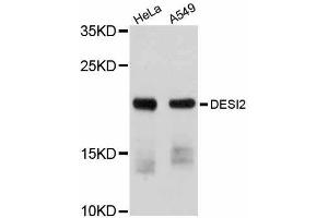Western blot analysis of extracts of various cell lines, using DESI2 antibody (ABIN5997578) at 1/1000 dilution. (PPPDE1 抗体)