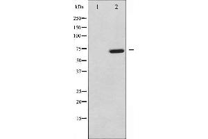 Western blot analysis of MAP3K7 phosphorylation expression in NIH-3T3 whole cell lysates,The lane on the left is treated with the antigen-specific peptide. (MAP3K7 抗体  (pThr187))