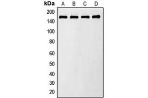 Western blot analysis of AS160 (pT642) expression in LO2 insulin-treated (A), Raw264. (TBC1D4 抗体  (pSer642))