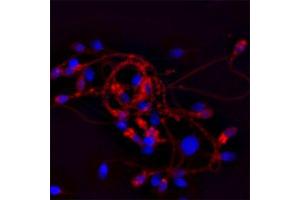 Immunofluorescence (IF) image for anti-Cathelicidin Antimicrobial Peptide (CAMP) antibody (ABIN571374)