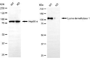 Western blotting analysis using lysine demethylase 1 antibody (ABIN7800950). (Recombinant Lysine Demethylase 1 抗体)