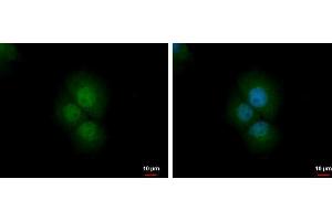 ICC/IF Image PRMT2 antibody detects PRMT2 protein at nucleus and cytoplasm by immunofluorescent analysis. (PRMT2 抗体)