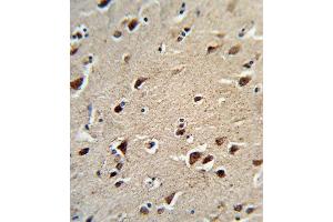 Formalin-fixed and paraffin-embedded human brain tissue reacted with OAT Antibody (N-term), which was peroxidase-conjugated to the secondary antibody, followed by DAB staining. (OAT 抗体  (N-Term))