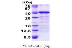 SDS-PAGE (SDS) image for Translocase of Outer Mitochondrial Membrane 34 (TOMM34) (AA 1-309) protein (His tag) (ABIN5853024)