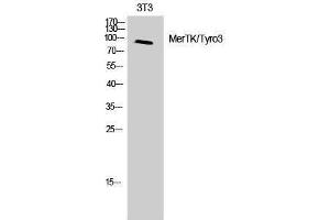 Western Blotting (WB) image for anti-MerTK/Tyro3 (MerTK/Tyro3) (Ser118) antibody (ABIN3180726) (MerTK/Tyro3 抗体  (Ser118))