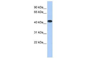 CKMM antibody used at 1 ug/ml to detect target protein. (CKM 抗体  (Middle Region))