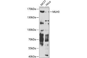 Western blot analysis of extracts of various cell lines, using MLH3 antibody (ABIN6132351, ABIN6143878, ABIN6143879 and ABIN6223752) at 1:1000 dilution. (MLH3 抗体  (AA 1180-1429))