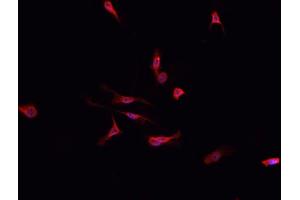 ABIN6276770 staining HepG2?