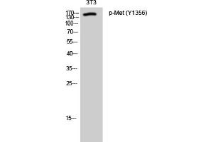 Western Blotting (WB) image for anti-Met Proto-Oncogene (MET) (pTyr1356) antibody (ABIN5962504) (c-MET 抗体  (pTyr1356))