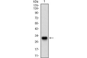 Western Blotting (WB) image for anti-Twist Homolog 1 (Drosophila) (TWIST1) (AA 9-74) antibody (ABIN1842915) (TWIST1 抗体  (AA 9-74))
