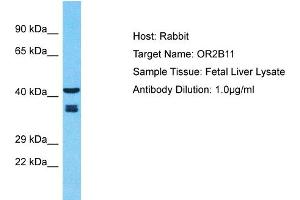 Host: Rabbit Target Name: OR2B11 Sample Type: Fetal Liver lysates Antibody Dilution: 1. (OR2B11 抗体  (C-Term))