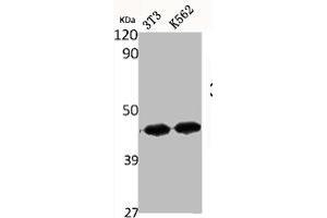 Western Blot analysis of NIH-3T3 K562 cells using ChemR23 Polyclonal Antibody (CMKLR1 抗体  (Internal Region))