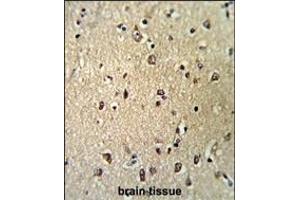 Formalin-fixed and paraffin-embedded human brain tissue reacted with KPNB1 Antibody (N-term), which was peroxidase-conjugated to the secondary antibody, followed by DAB staining. (KPNB1 抗体  (N-Term))