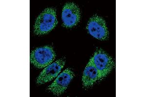 Confocal immunofluorescent analysis of POSTN Antibody (C-term) (ABIN655902 and ABIN2845302) with  cell followed by Alexa Fluor 488-conjugated goat anti-rabbit lgG (green). (Periostin 抗体  (C-Term))