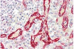 anti-Serum Deprivation Response (SDPR) (C-Term) antibody