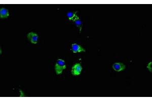 Immunofluorescent analysis of Hela cells using ABIN7149340 at dilution of 1:100 and Alexa Fluor 488-congugated AffiniPure Goat Anti-Rabbit IgG(H+L) (CPEB2 抗体  (AA 167-308))
