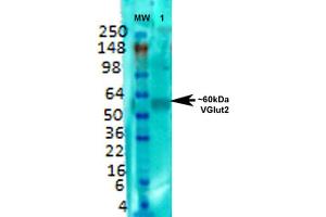 Western Blot analysis of Rat brain membrane lysate showing detection of VGLUT2 protein using Mouse Anti-VGLUT2 Monoclonal Antibody, Clone S29-29 . (Solute Carrier Family 17 (Vesicular Glutamate Transporter), Member 6 (SLC17A6) (AA 501-582) 抗体 (Atto 488))