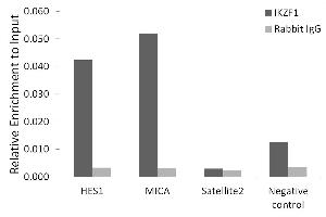 Chromatin immunoprecipitation analysis of extracts of K-562 cells, using Ikaros antibody (ABIN3015621, ABIN3015622, ABIN3015623, ABIN1680423 and ABIN6218979) and rabbit IgG. (IKZF1 抗体  (AA 1-270))