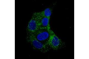 Immunofluorescent staining of RT-4 cells with FBLN1 monoclonal antibody, clone CL0337  (Green) shows specific staining in vesicles. (Fibulin 1 抗体)