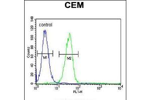 Flow cytometric analysis of CEM cells (right histogram) compared to a negative control cell (left histogram). (MGP 抗体  (AA 37-66))