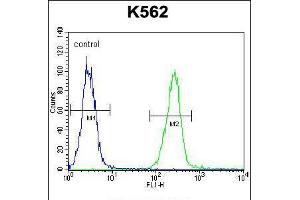 Flow cytometric analysis of K562 cells (right histogram) compared to a negative control cell (left histogram). (AARS2 抗体  (AA 366-394))