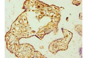 Immunohistochemistry of paraffin-embedded human placenta tissue using ABIN7144025 at dilution of 1:100 (AMPD3 抗体  (AA 1-260))