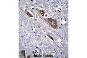 ELAVL2 Antibody (Center) immunohistochemistry analysis in formalin fixed and paraffin embedded human brain tissue followed by peroxidase conjugation of the secondary antibody and DAB staining. (ELAVL2 抗体  (Middle Region))