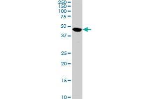 C17orf75 monoclonal antibody (M02), clone 2D7. (C17orf75 抗体  (AA 1-100))