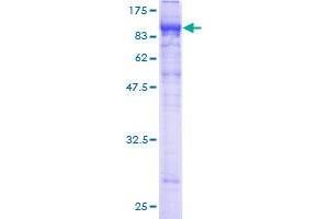 Leukocyte Immunoglobulin-Like Receptor, Subfamily B (With TM and ITIM Domains), Member 2 (LILRB2) (AA 22-598) protein (GST tag)