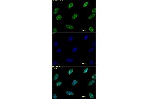 Histone H3 dimethyl Lys9 antibody tested by immunofluorescence.