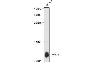 Western blot analysis of extracts of rat eye, using URM1 antibody (ABIN6130755, ABIN6149975, ABIN6149976 and ABIN6217945) at 1:3000 dilution. (Urm1 抗体  (AA 1-63))